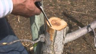 How to Bark Graft an Apple Tree [upl. by Gillman]