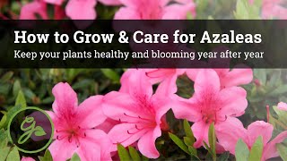 How to Grow amp Care for Azaleas  Keep Your Plants Healthy amp Blooming Year After Year [upl. by Oretna659]