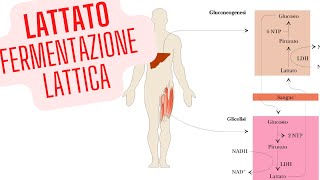 Destino del Lattato fermentazione lattica biochimica [upl. by Pembrook172]