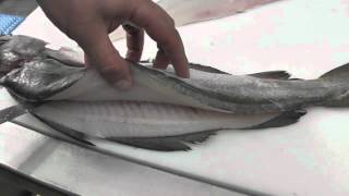 Passionate About Fish  How to Fillet Pollack [upl. by Swithin]