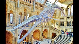 World Most Impressive Natural History Museum  London [upl. by Luelle]