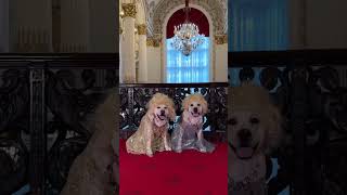 Zsa Zsa and Eva Gabor visit Pittsburgh’s Heinz Hall [upl. by Adriano]