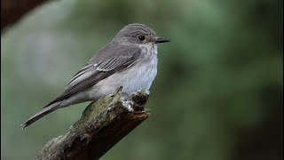 Spotted flycatcher 1h bird sound [upl. by Akimihs]