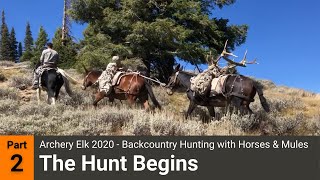 Archery Elk 2020  Backcountry Hunting with Horses amp Mules Part 2  The Hunt Begins [upl. by Hayyikaz]