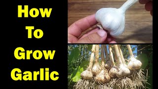 How To Grow Garlic  The Definitive Guide For Beginners [upl. by Colfin329]