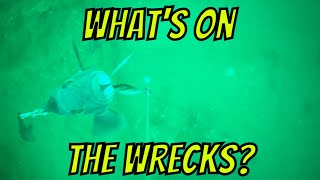 Whats offshore on Virginia Beach Wrecks in late March [upl. by Welker331]