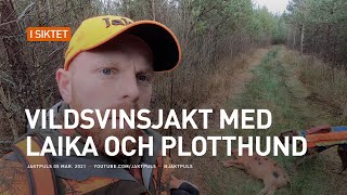 Vildsvinsjakt med laika amp plotthund [upl. by Llenna]