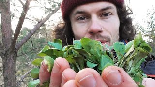 Pilze und Wildkräuter Sammeln Anfang März  Frühlingsgefühle mit dem Fichtenzapfenrübling [upl. by Nezam]