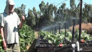 Seed Germination With Drip Irrigation Mini Sprinklers [upl. by Hidie]