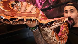 Blood Pythons  Borneo Shorttailed Reptile Tutorial [upl. by Attenev69]