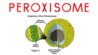 Peroxisomes  structure and function of peroxisomes [upl. by Alexander]