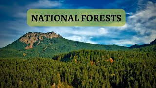 6 Beautiful and Inspiring National Forests in the United States  National Forests [upl. by Rufford]