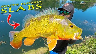 South Florida Slabs BEST Peacock Bass Fishing in Miami [upl. by Gnof]