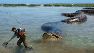 ANACONDAS GIGANTES que lograron ser captados en cámaras [upl. by Summons]