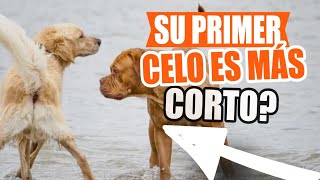 ¿El PRIMER CELO de una PERRA es MÁS CORTO 🐶¡Lo Comprobamos [upl. by Willock]