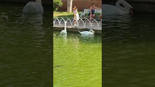 Cisnes Blancos en el Parque del Oeste en Málaga [upl. by Nylodnew]