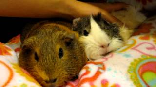 Guinea pig sounds  cuddle time [upl. by Ayit]