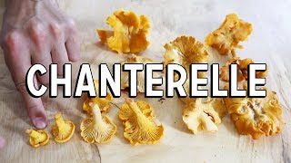 Chanterelle Mushroom  How To Find amp How To Cook [upl. by Olivia682]