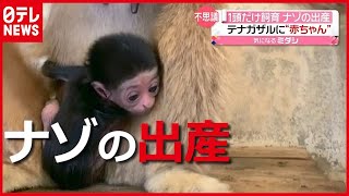 お父さんは誰？ ナゾ…１頭だけ飼育の「テナガザル」に赤ちゃん誕生 長崎・佐世保（2021年3月10日放送「news every」より） [upl. by Luapleahcim]