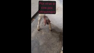 Pox virus cow pox disease in cattle treatment [upl. by Ibor]