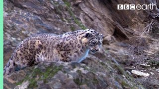 Snow Leopard Hunting  Planet Earth  BBC Earth [upl. by Stevy577]