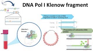 Klenow Fragment and its usage [upl. by Niamjneb]