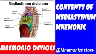 The contents of mediastinums and their mnemonics [upl. by Grigson]