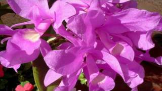 La Guaria Morada Flor Nacional Folklore de Costa Rica [upl. by Aillicirp]