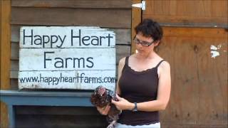 Speckled Sussex Chickens from Happy Heart Farms [upl. by Llebiram]