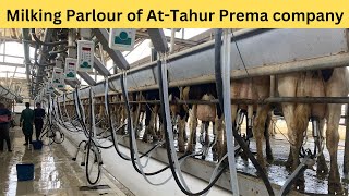 Milking Parlour at Prema Dairy  Parallel Milking Parlour at ATTahur Dairy Farm  Urdu  Hindi [upl. by Aihsele]