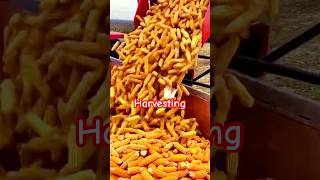 Maize Harvest trending ytfeed maizefarm ytvideo vira crop [upl. by Skeie]