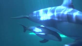 Piquets Dolphin Calf Nursing [upl. by Ettenyl]