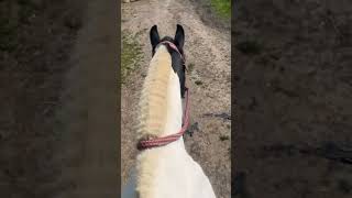 When ur horses field is to far away music equestrain horse equestrian horsemusic horsey viral [upl. by Kellby398]