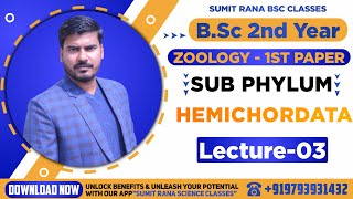 Lt03 Subphylum  Hemichordata  Zoology 1st Paper  BSc2nd Year [upl. by Thurmann]