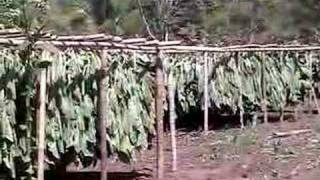 Harvesting Tobacco Sortová Panamá [upl. by Lajib]