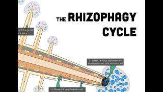 RHIZOPHAGY What it is and Why its Important to All Gardeners Orchardists amp Farmers [upl. by Essej]