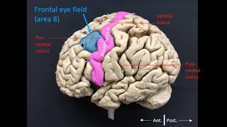 Frontal eye field [upl. by Edac]