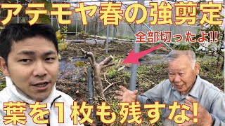 【アテモヤ栽培】春の剪定！大切り（強剪定）をして鶏糞由来の肥料を入れる！ アテモヤ [upl. by Janessa]