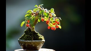 Cotoneaster horizontalis Bonsai [upl. by Ahsieyt619]