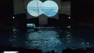 Dolfinarium Video2 Harderwijk Netherlands [upl. by Strephon853]