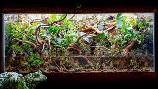 INCREDIBLE FireBellied Toad Island Paludarium with Waterfalls [upl. by Parent521]