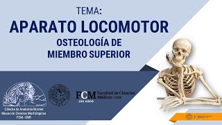 Aparato Locomotor Osteología de Miembro Superior [upl. by Nudd597]