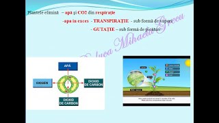 Excretia la plante  transpiratia  Lectii de biologie [upl. by Bertilla]