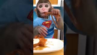 Monkey raja eating ramens Monkey raja trendingshorts foryou youtubeshorts viralshorts zoo [upl. by Cychosz]