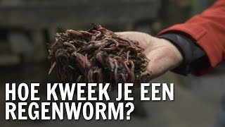 Hoe kweek je een regenworm  De Buitendienst over de Regenworm [upl. by Becker397]