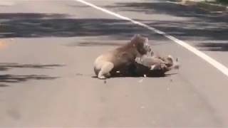 Australia  Two koalas fighting in the middle of the road [upl. by Limak]