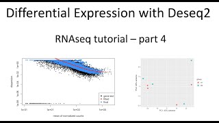 RNAseq tutorial – part 4 – Differential expression analysis with Deseq2 [upl. by Elokkin]