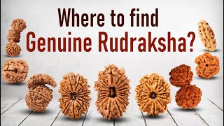 Everything About Rudraksha Beads  Benefits of 121 mukhi Rudraksha [upl. by Walther]