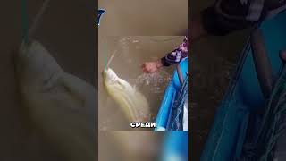 На мелкую рыбёшку наловил сомов чудищ 😲🔥🎣 [upl. by Libbey310]