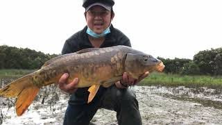 Filleting and Eating The Most Hated Fish in Australia The Common Carp [upl. by Aratihc]